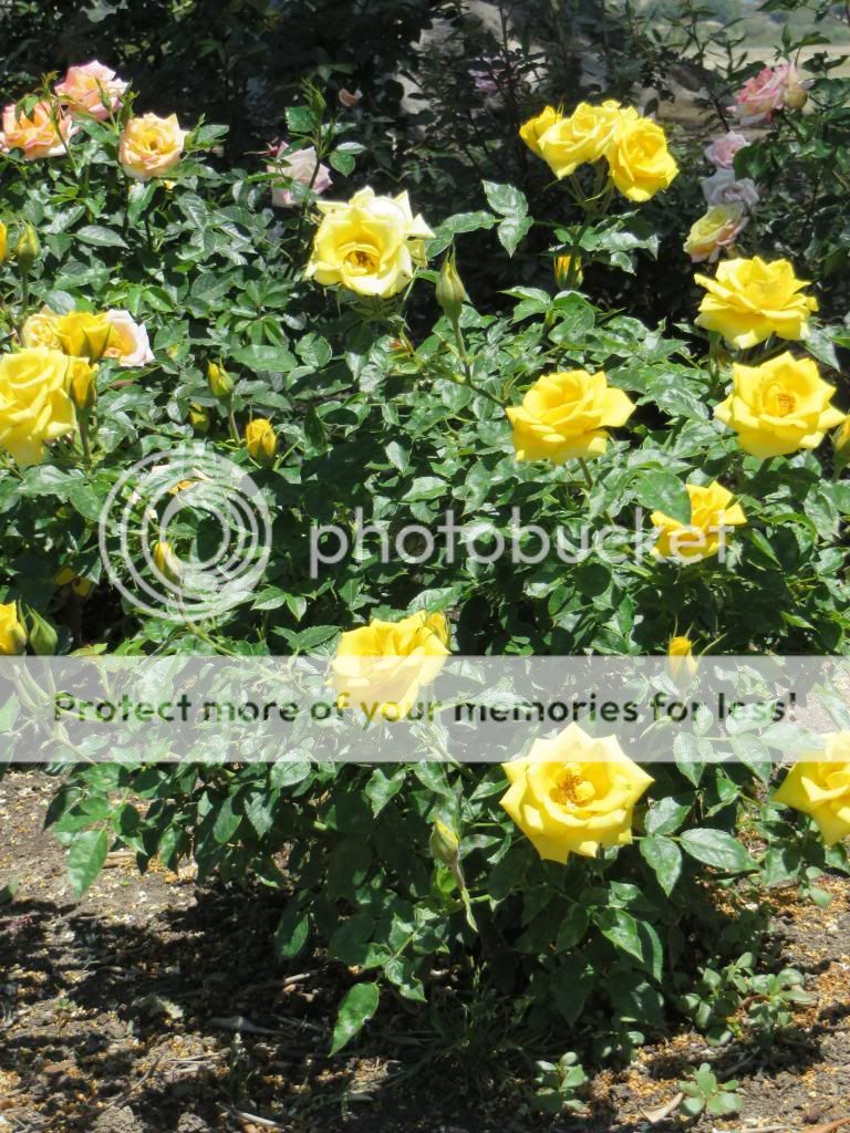 Behold photo IMG_0593_zps739dcd9c.jpg